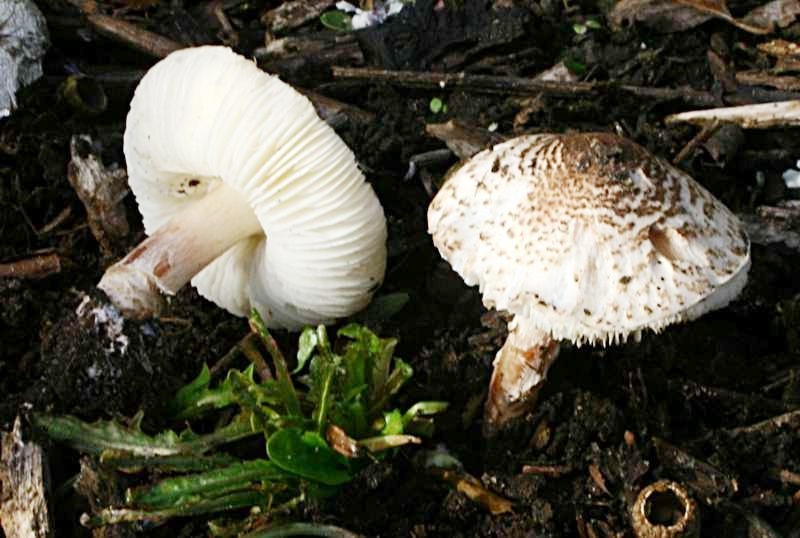 Lepiota Brunneoincarnata гриб